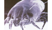 Prevenire o alleviare le allergie